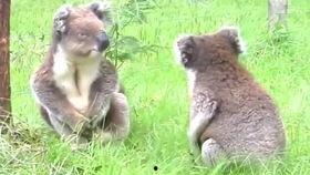 娱乐吃瓜酱考拉打架,娱乐吃瓜酱背后的神秘冲突